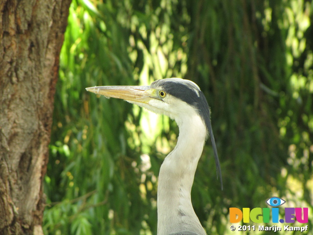 SX18757 Grey heron (Ardea cinerea) in Regent's Park, London